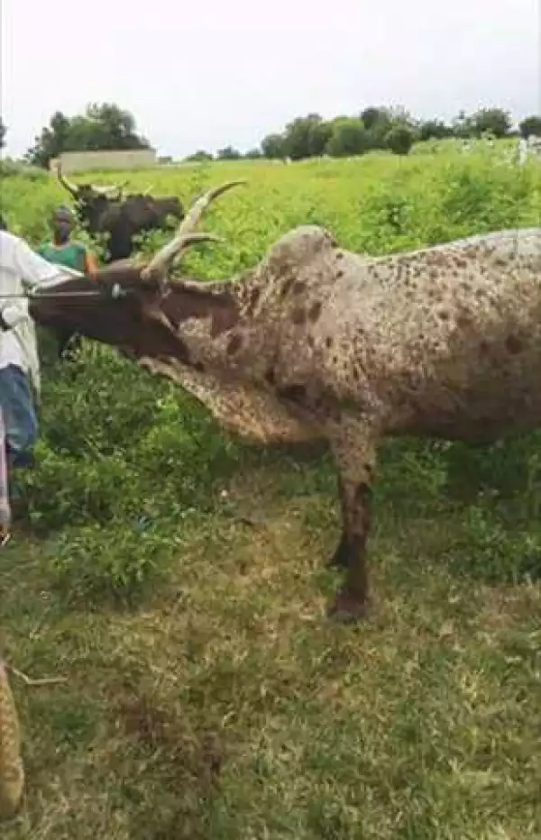 Cow Thieves Involved In Accident In Jigawa After They Stole Seven Cows (Photos)